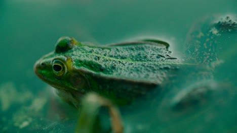 Close-up-shot-of-wild-green-frog-covered-in-planting-area-with-camouflage-skin