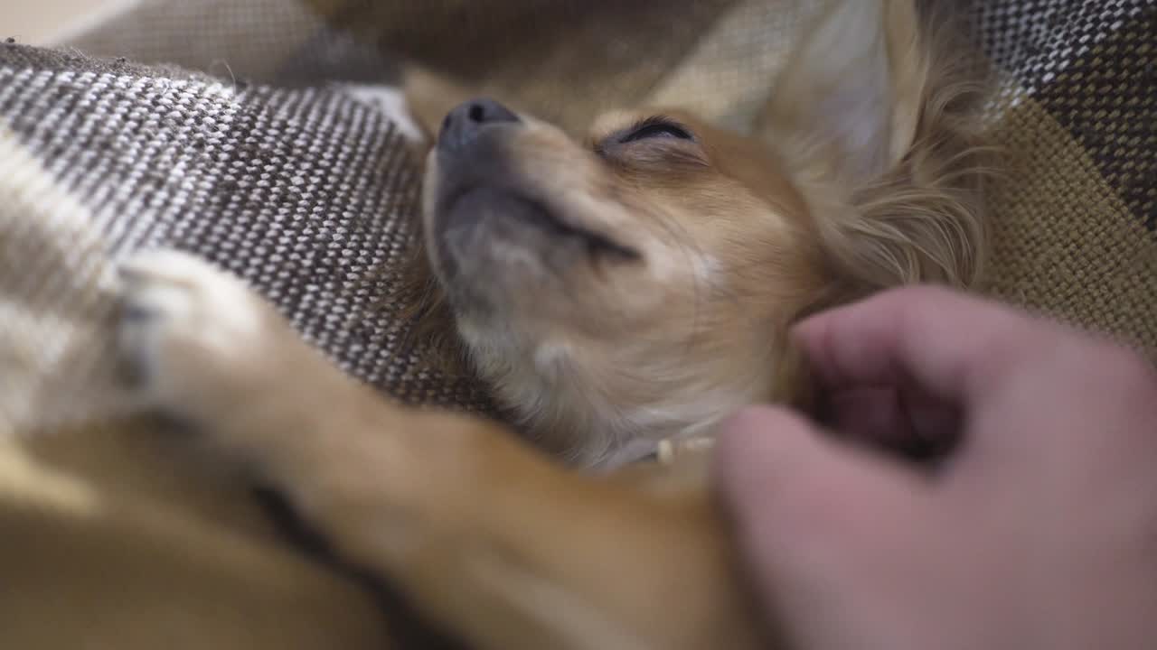 사랑스러운 재는 개 치후아하 (chihuaha) 는 카레드 위에서 잠을 자고, 한 사람의 손은 잠자는 애완동물을 만지고 있다.