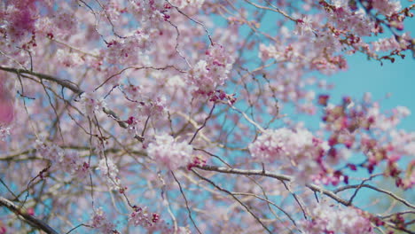 ramas de cerezo en flor con la luz del sol brillando a través