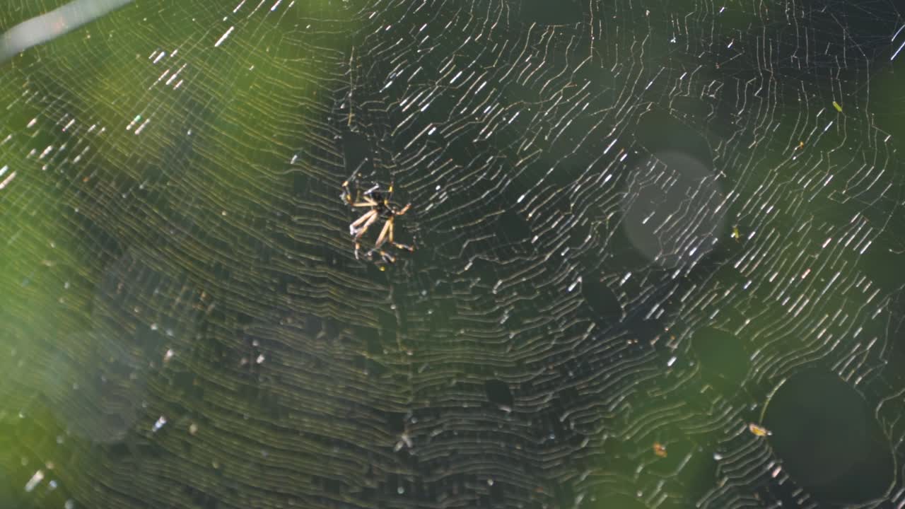 The golden orb-weaver spider meticulously repairs her sunlit web in the Costa Rican rainforest, weaving fresh strands of golden silk to restore its delicate structure