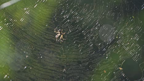the golden orb-weaver spider meticulously repairs her sunlit web in the costa rican rainforest, weaving fresh strands of golden silk to restore its delicate structure