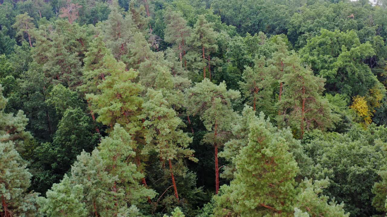 Forest aerial drone view. Aerial view from flying drone of green trees