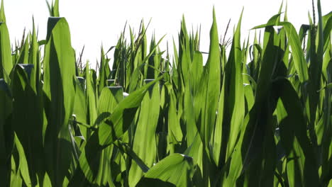 a crop of maize blowing in the evening light on a farm in the uk