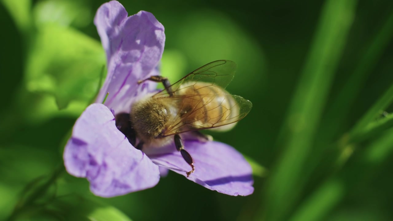 Gros plan sur une abeille butinant le nectar d'une délicate fleur violette dans un environnement naturel verdoyant et éclatant.