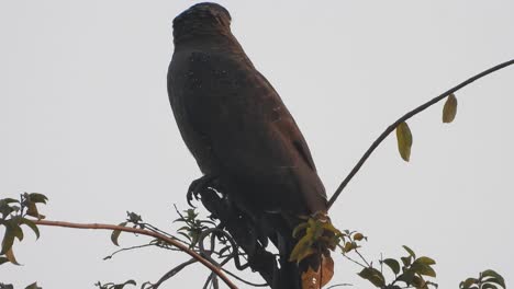 eagle in tree waiting for pray.