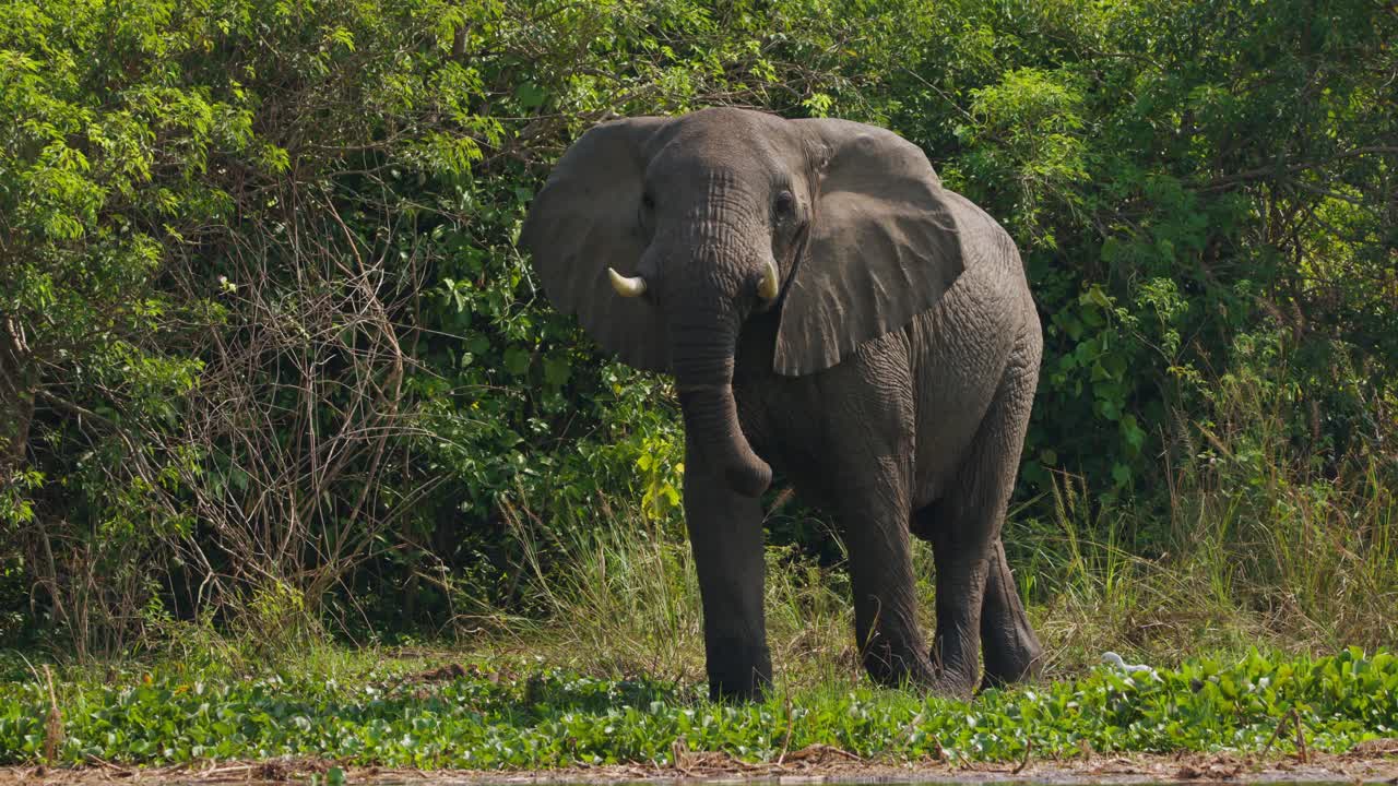 African bush elephant (Loxodonta africana) stands near the Nile in Murchison Falls, Uganda, ears spread wide and trunk lowered as it observes, captured in slow motion