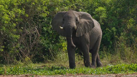 african bush elephant (loxodonta africana) stands near the nile in murchison falls, uganda, ears spread wide and trunk lowered as it observes, captured in slow motion