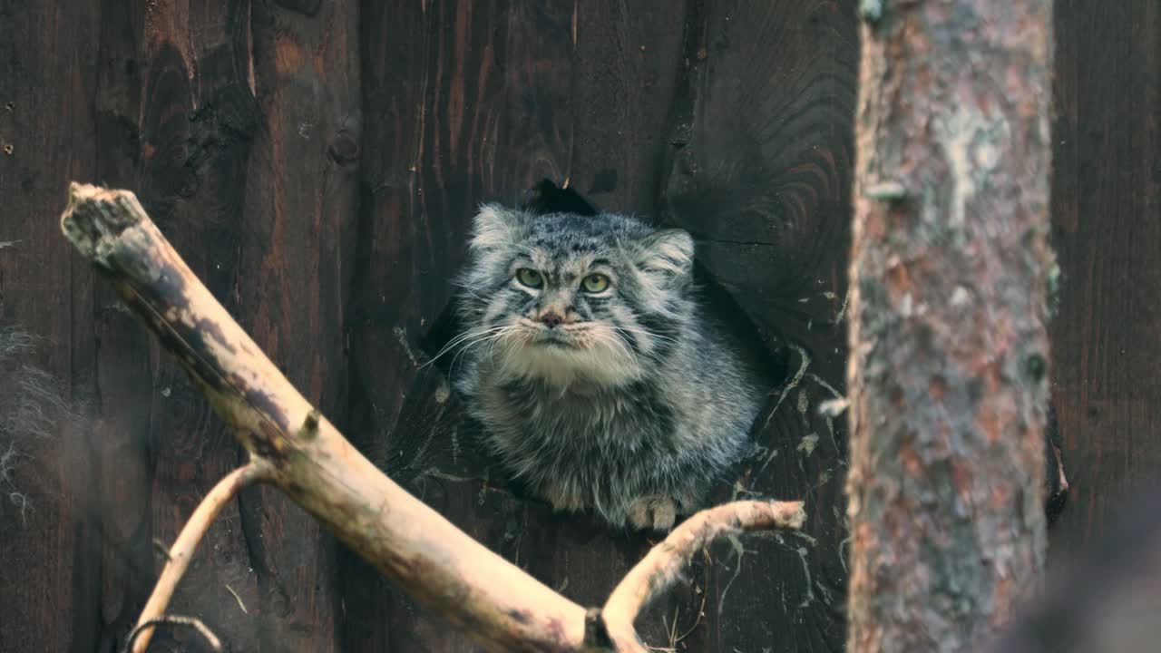 Pallas's cat (Otocolobus manul), also called manul, is a small wild cat with a broad, but fragmented distribution in the grasslands and montane steppes of Central Asia.