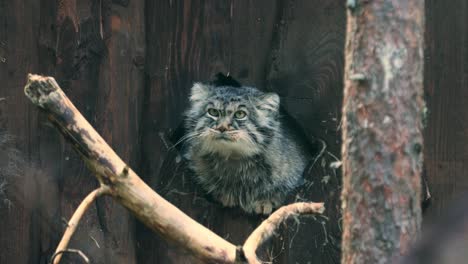 Die-Pallaskatze-(Otocolobus-Manul),-Auch-Manul-Genannt,-Ist-Eine-Kleine-Wildkatze-Mit-Einer-Weiten,-Aber-Fragmentierten-Verbreitung-In-Den-Graslandschaften-Und-Bergsteppen-Zentralasiens.