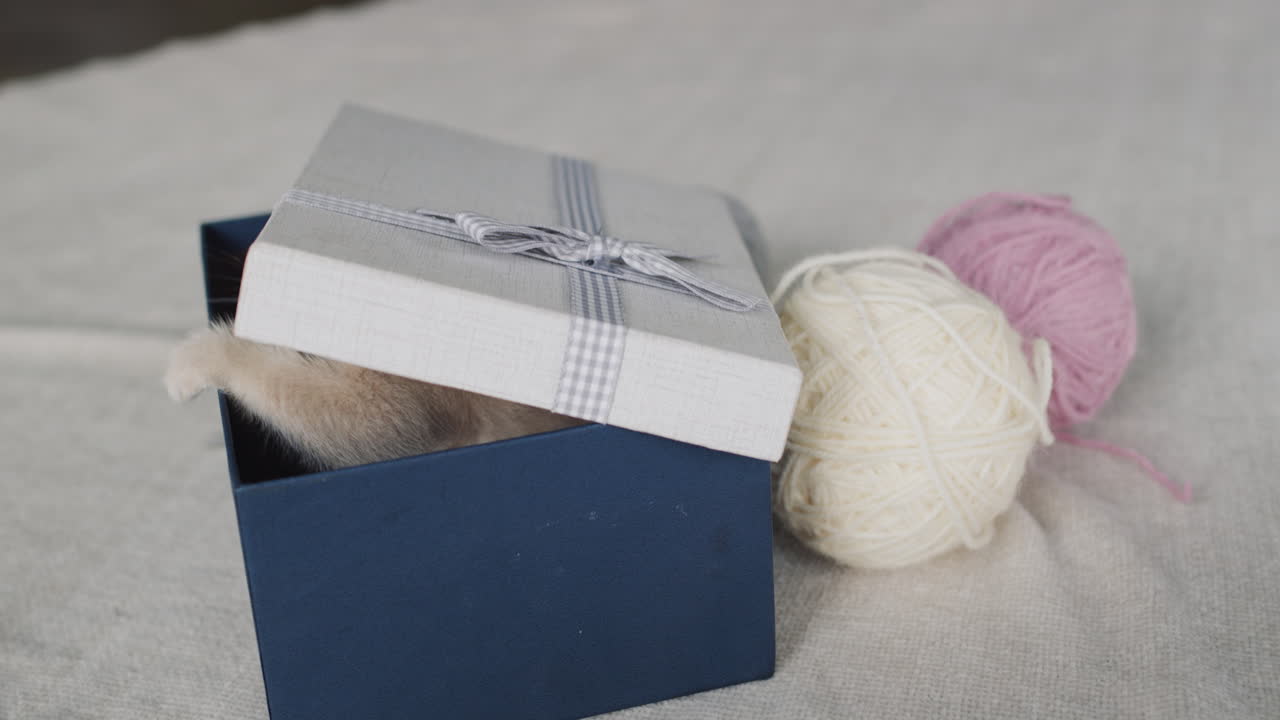 котенок выпрыгивает из подарочной коробки.