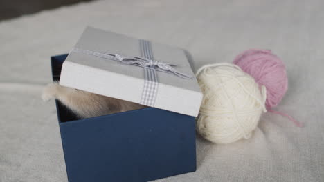 The kitten jumps out of the gift box.