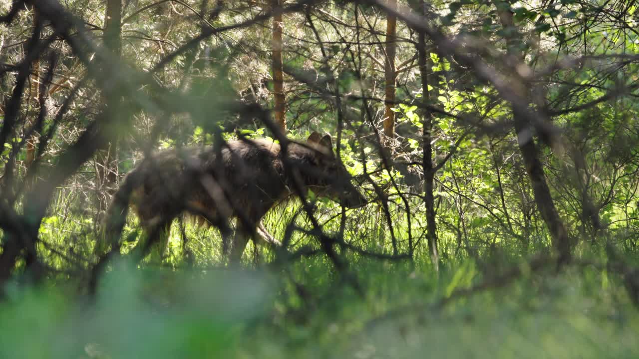 disparo de panorámica media de un lobo despertando a través del cepillo en un día de verano con hierba verde y silueta ligeramente, cámara lenta