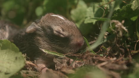 conejito infantil durmiendo en la hierba verde