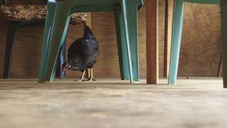 chicken from the bounty mutineers still alive on pitcairn