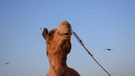 Indisches-Kamel,-Allein-Mitten-Im-Nirgendwo-In-Jaisalmer-An-Ein-Seil-Gefesselt