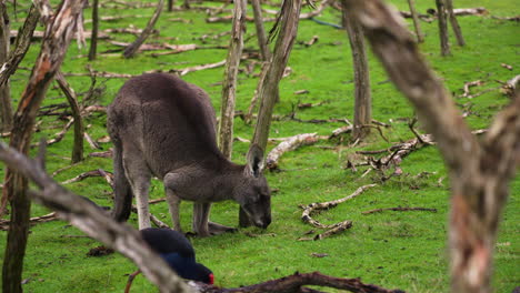 slow motion shot of an adult wallaby grazing on food on the ground