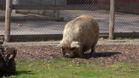 Glückliches-Schwein-Im-Zoo-Frisst-Bei-Sonnigem-Wetter-Das-Gras-Auf-Dem-Boden-Und-Sucht-Ständig-Nach-Mehr-Futter