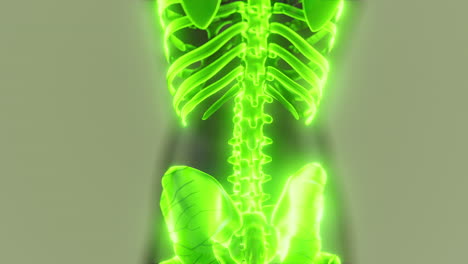 homan-skeletal-system-in-transparent-body