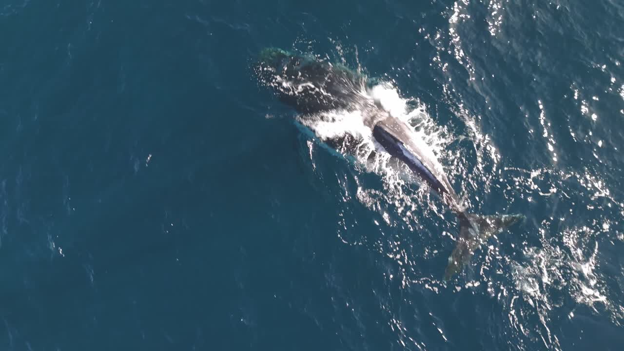 Imagens cinematográficas de drone descem para um close-up dramático de uma majestosa baleia-jubarte antes que a enorme criatura arqueie o dorso e desapareça nas profundezas azuis do oceano
