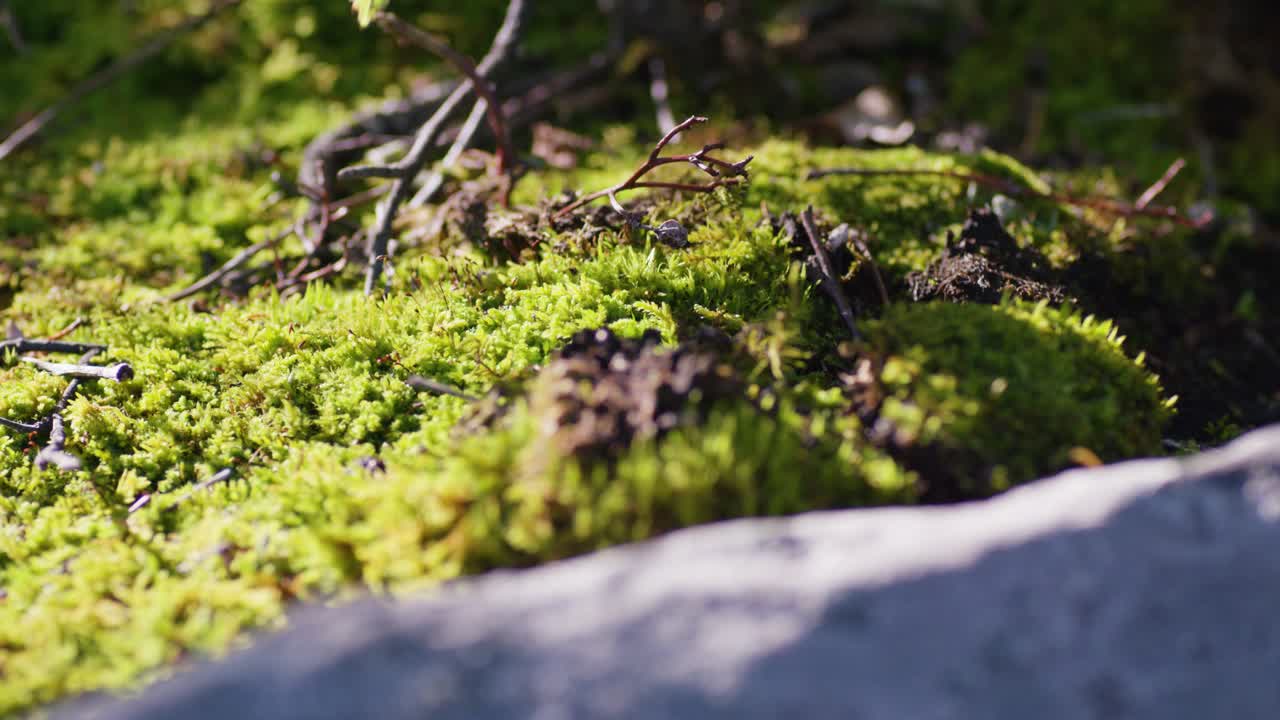 primer plano de musgo que crece en la piedra
