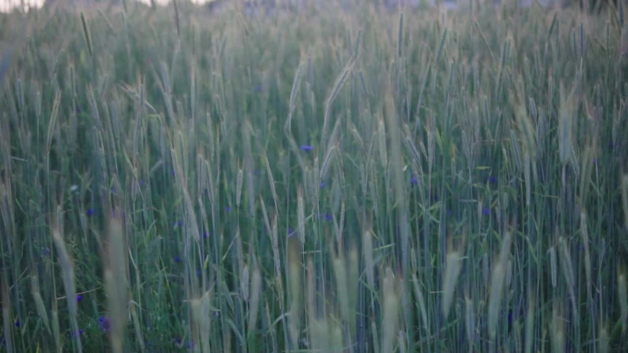 Slow Motion, View of a cereal field during sunset