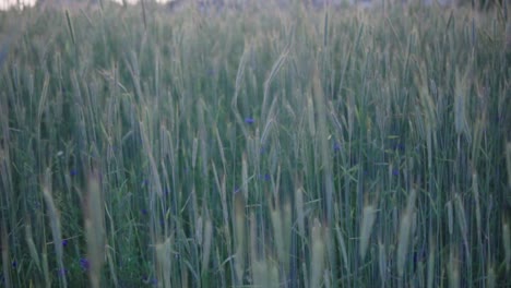 Cámara-Lenta,-Vista-De-Un-Campo-De-Cereales-Durante-La-Puesta-De-Sol