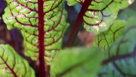 fresh beetroot leaves in the soil