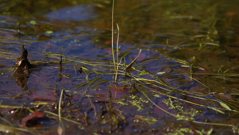 Reflektierendes-Teichwasser,-Das-über-Verschiedene-Wasserpflanzen-Und-Braune-Blätter-Plätschert,-Aus-Nächster-Nähe