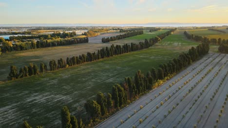 Drone-flyover-of-beautiful-landscape-of-neatly-planted-rows-of-trees-in-Provence,-France-at-sunset