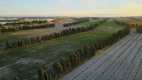 drone flyover of beautiful landscape of neatly planted rows of trees in provence, france at sunset