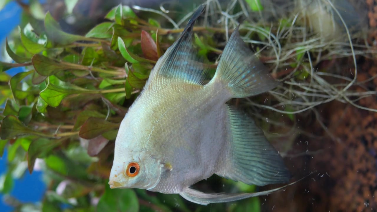 Witte maanvis met oranje oog in een beplant aquarium