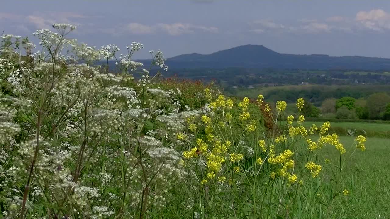야생 꽃의 왼쪽에서 오른쪽으로 카메라 트랙, 영국 웨일즈 너머 산으로 유채 씨앗 공개