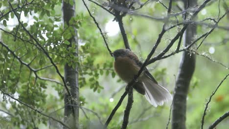 Lovely Fantail Bird Flying Away From The Bush - Close Up Shot