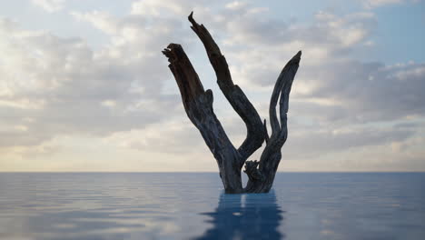 a dead tree stands in the water at sunset