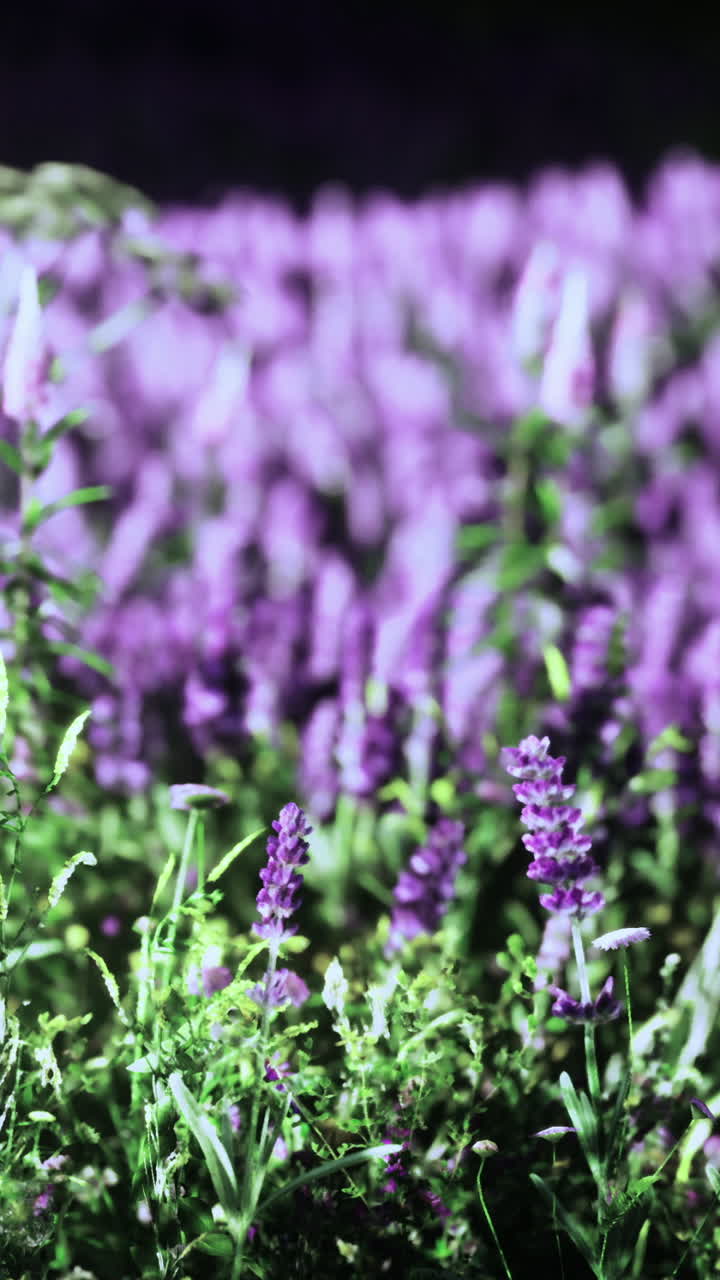 Scena selvaggia all'aperto che mostra vegetazione fresca e piante viola in fiore