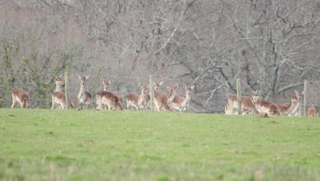 deer in the new forest clip 12