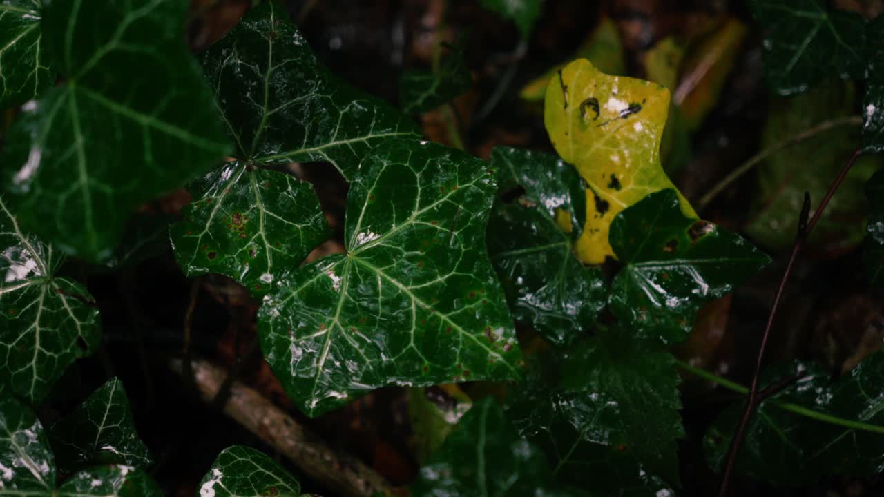 Ivy leaves growing on the forest ground and hit by raindrops, cinematic camera moving away from leaf