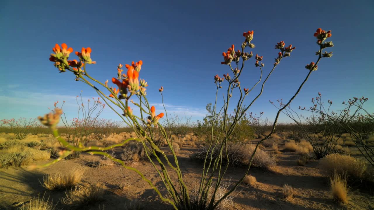 Telecamera che si inclina portando in primo piano un arbusto a più fusti nel deserto, evidenziando i fiori arancioni.