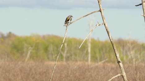 bird sat on dead tree branch at marshland, blurry forest in sunny weather at the background