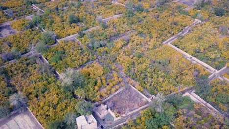 Aerial-shot-of-wonderful-pattern-of-life-in-desert-city-local-people-village-town-pomegranate-garden-landscape-fresh-fruit-hanging-from-colorful-orange-leaf-yellow-leaves-tree-red-ripe-pomegranate-fao