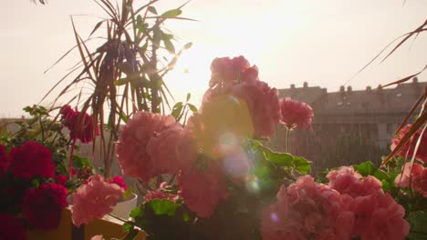beautiful blossoming geranium flower on balcony in rainy sunset.
