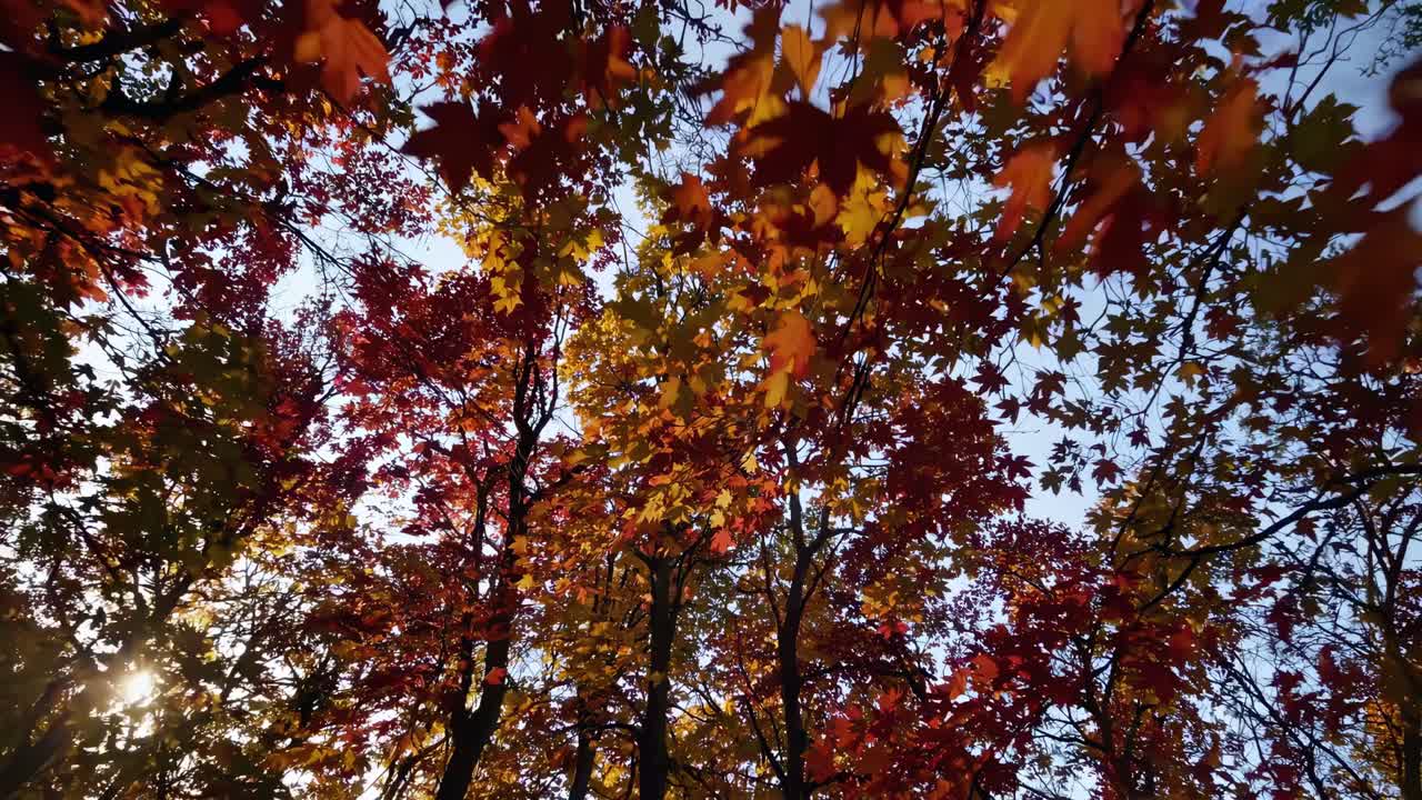 Low-angle video shot of vibrant autumn leaves against a clear sky, capturing the serene beauty