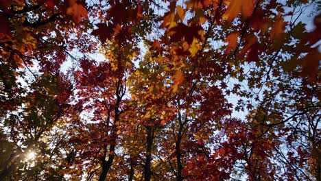 low-angle video shot of vibrant autumn leaves against a clear sky, capturing the serene beauty