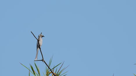 la cámara se desliza hacia la derecha mientras se aleja mientras se alza en una rama extendida del bambú, drongo ceniza dicrurus leucophaeus