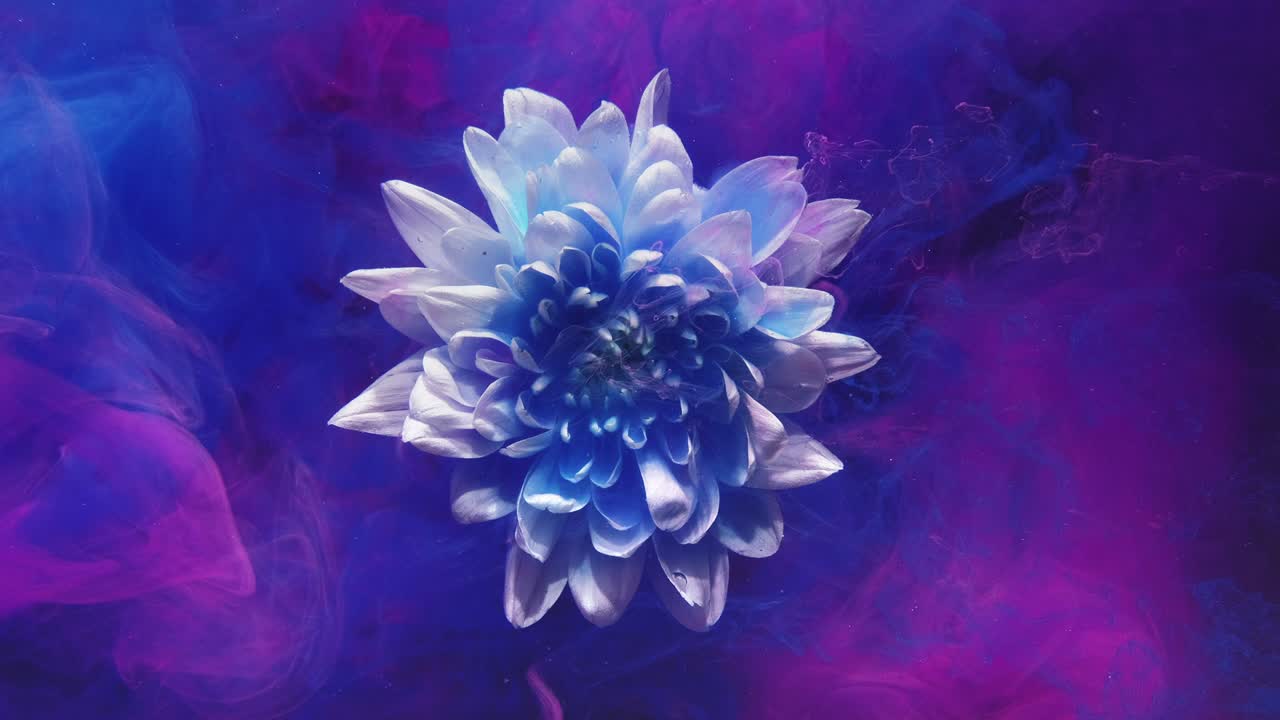 gotas de tinta de flor bajo el agua pétalos azul neón rosa