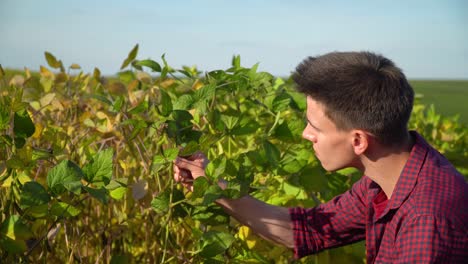 a plant specialist with tablet, checking the field soy a background of greenery. concept ecology, bio product, natural products