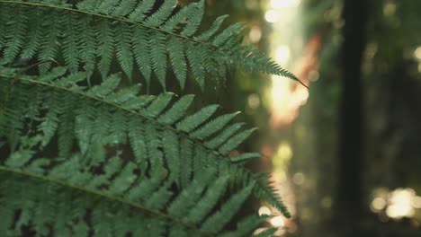 lush green rainforest, sunlight falling on fern tree, rack focus macro new zealand water on leaf, symmetry satisfaction iconic