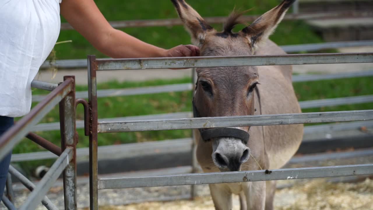 burro en el zoológico de mascotas