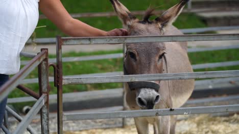 donkey at petting zoo