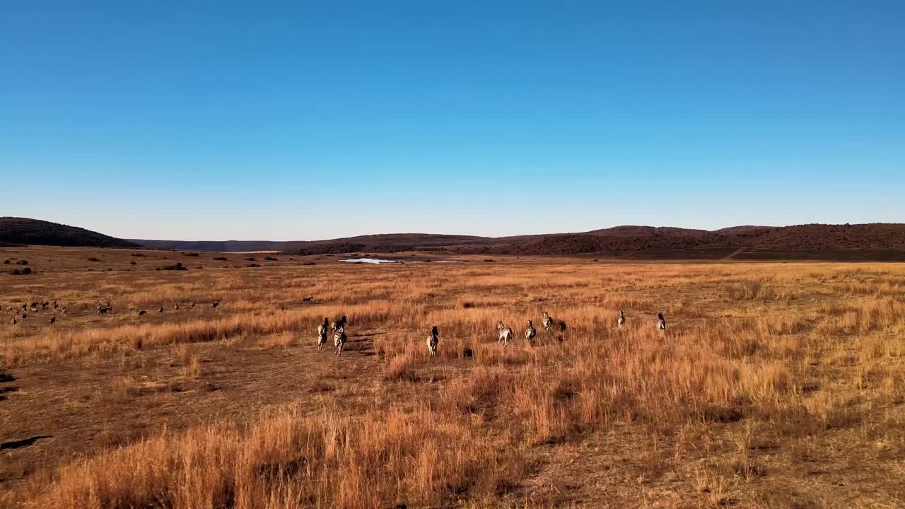 Impresionante manada de cebras corriendo en la dorada sabana africana al atardecer - Sudáfrica.